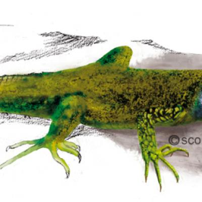 lézard vert