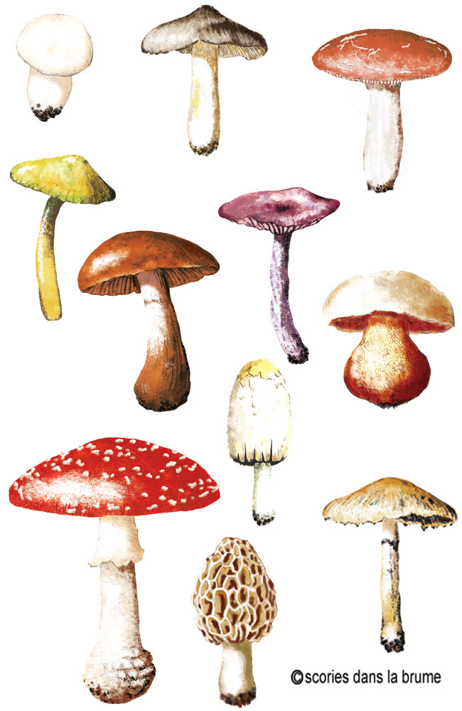 Champignons, exposition
