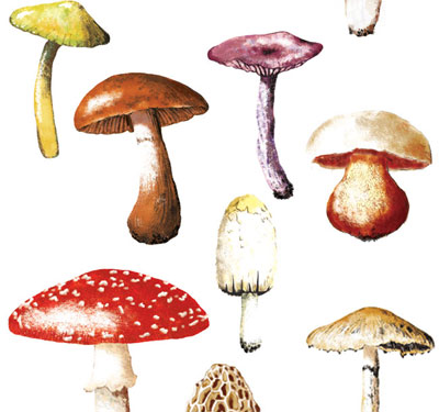 Champignons, exposition "Les hôtes de ces bois"