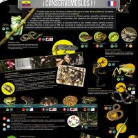 Chaîne alimentaire, poster pédagogique 