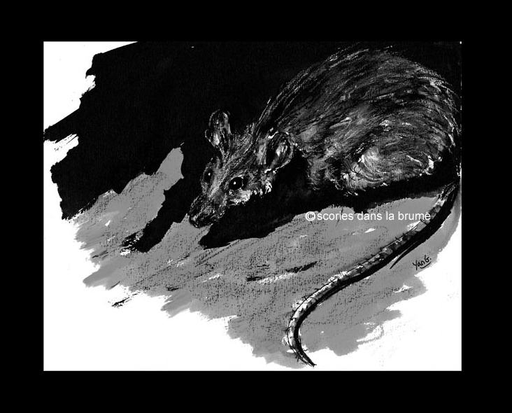 Rat, exposition