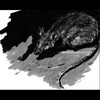 Rat, exposition 