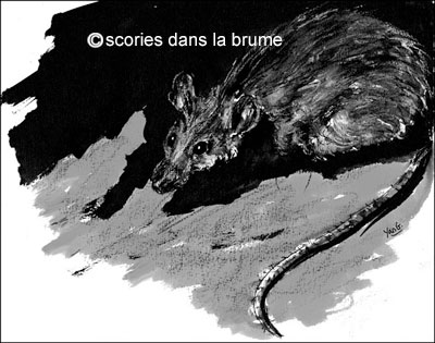 Rat, exposition "Dans la vallée coule une rivière"