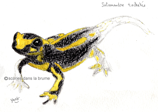 Salamandre